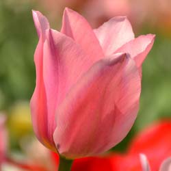 tulipe fosteriana -albert heijn